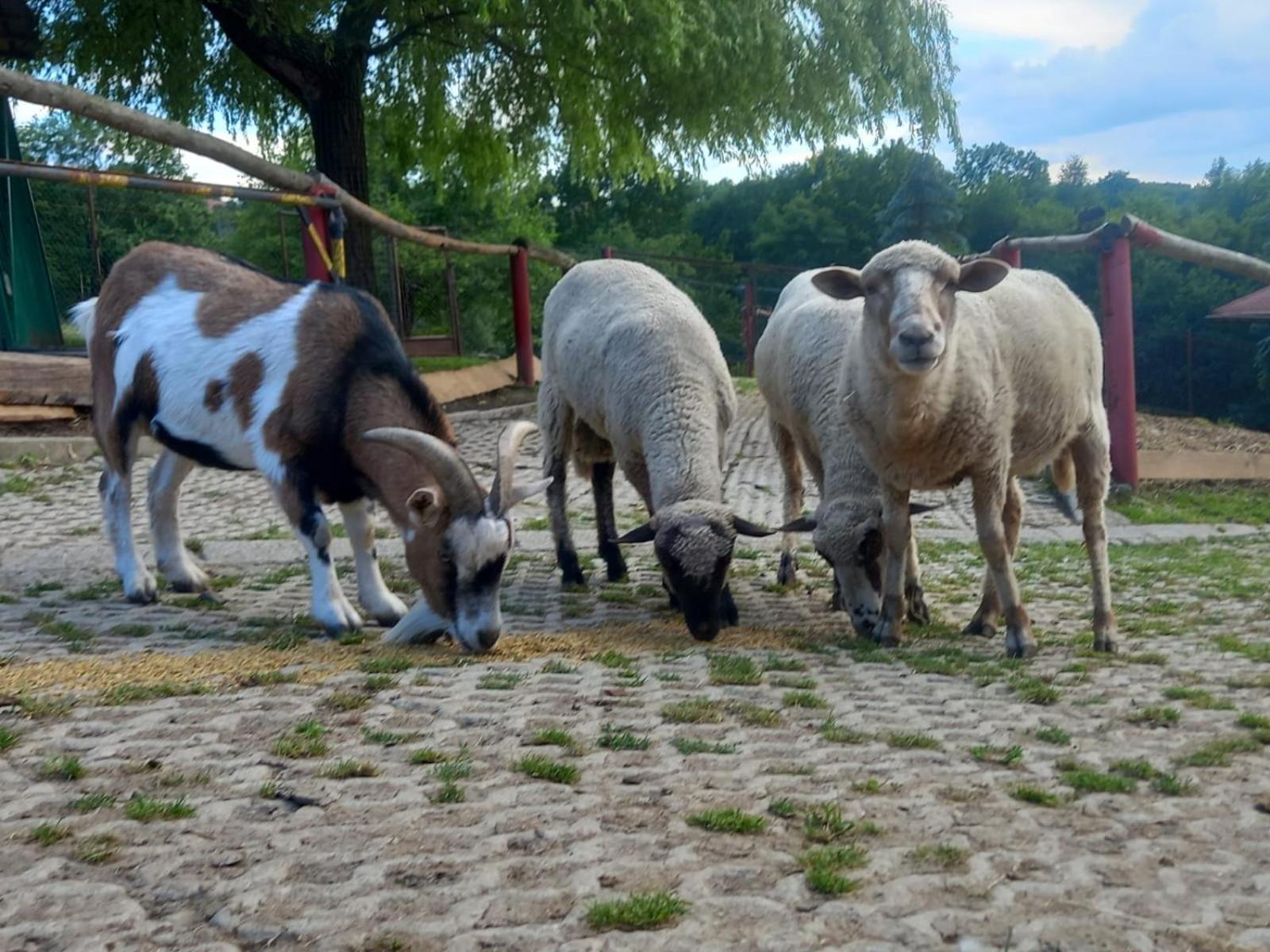 Koperkowe Rancho Beskid Wyspowy Domek Malopolskie Kamionna Kamionna  Εξωτερικό φωτογραφία