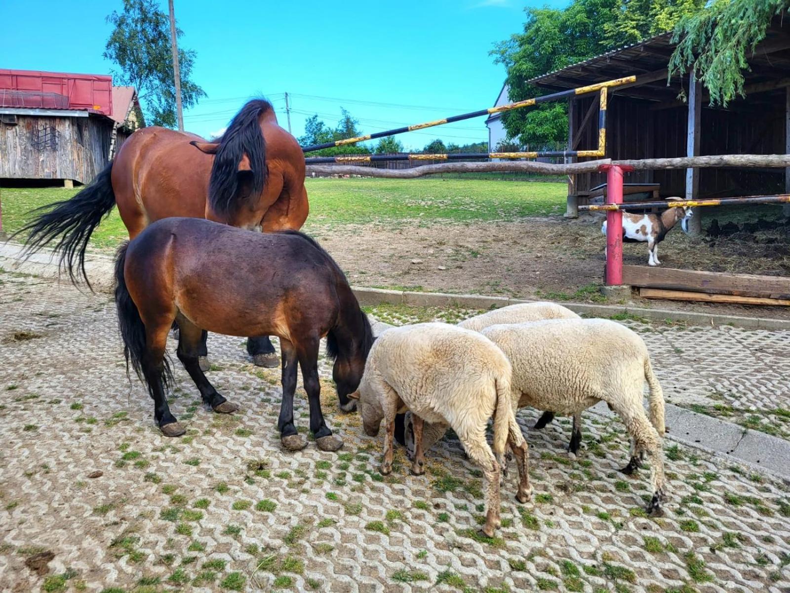 Koperkowe Rancho Beskid Wyspowy Domek Malopolskie Kamionna Kamionna  Εξωτερικό φωτογραφία