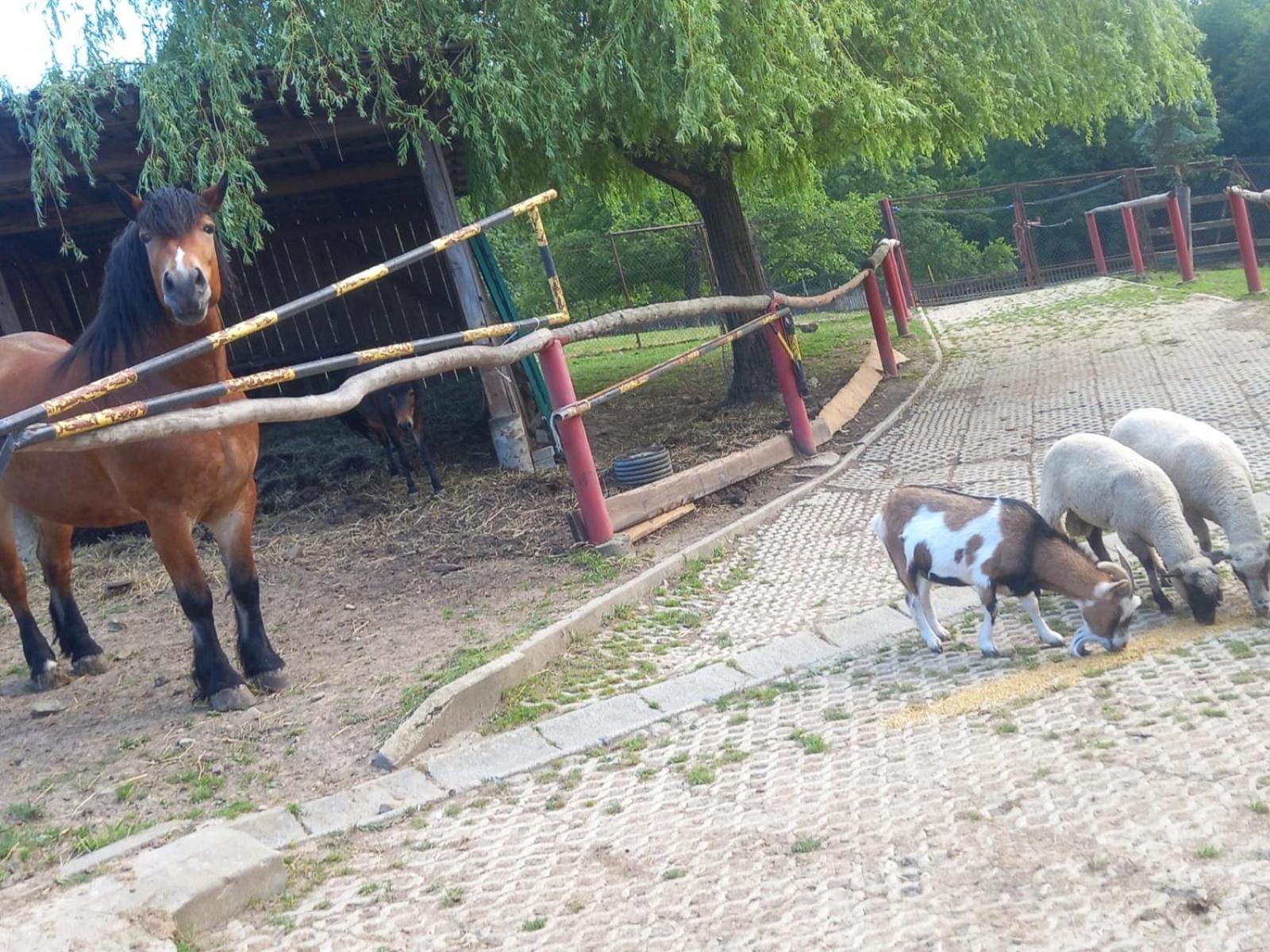 Koperkowe Rancho Beskid Wyspowy Domek Malopolskie Kamionna Kamionna  Εξωτερικό φωτογραφία